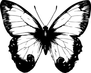 Black and White Illustration of a Butterfly with Detailed and Symmetrical Wing Patterns
