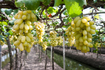 bunch of white grapes in the vineyard