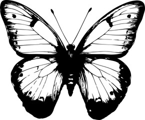 Black and White Illustration of a Butterfly with Detailed and Symmetrical Wing Patterns
