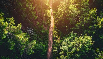 Sunlit Forest Path: Aerial View of Nature Trail