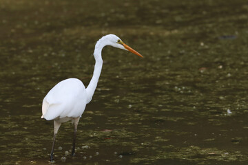 Fototapeta premium Egret fishing in a pond