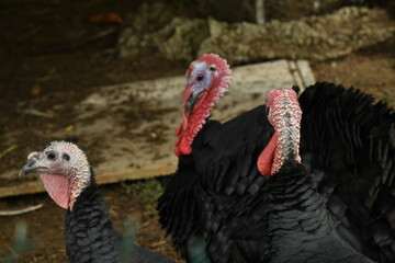 Dindons dans l'une des basse-cours au bourg de Vendoire au Périgord Vert  © Photocolorsteph