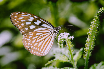 A Beautiful Monarch Butterfly on flowers in summer.