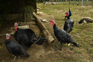 Dindons dans l'une des basse-cours au bourg de Vendoire au Périgord Vert  © Photocolorsteph