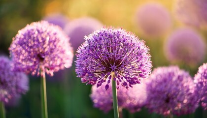 blooming violet onion allium close up in summer garden