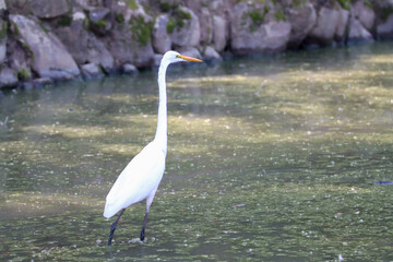 Birdwatch in Nara park, Japan
