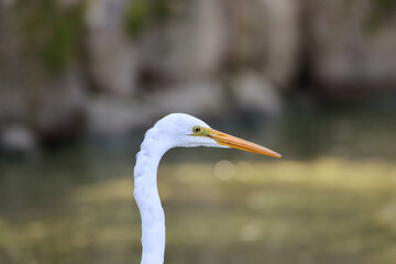 Fototapeta premium Close up of an white egret