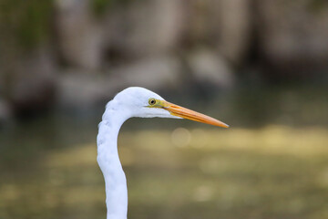 Fototapeta premium Portrait of an white egret