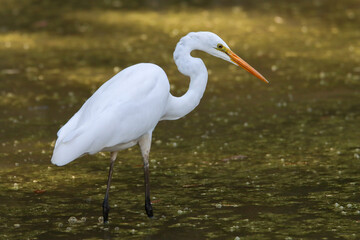 Close-up photo of an white egret