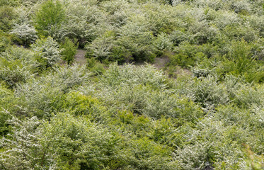Close-up of many flowering Crataegus monogyna bushes