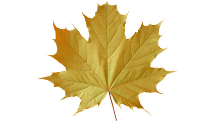 yellow maple leaf