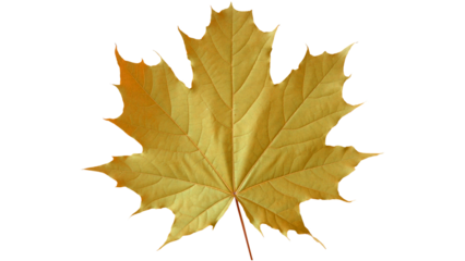yellow maple leaf