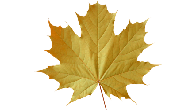 yellow maple leaf