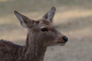 Close up of a deer head