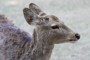 Deer in Nara forest, Japan