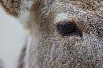 Close up of a deer eye