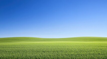 Fototapeta premium Lush Green Field Beneath a Vibrant Blue Sky