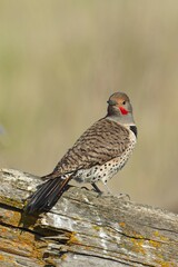  Portraiture of northern flicker on a log.