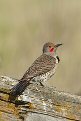  Portraiture of north flicker perched on a log.