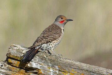   Northern flicker perched on an old log.