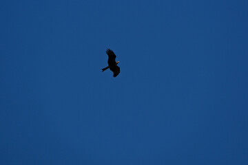 Silhouette of a bird of prey flying in the blue sky. Flying Black Kite (Milvus migrans) in a blue sky
