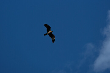 Silhouette of a bird of prey flying in the blue sky. Flying Black Kite (Milvus migrans) in a blue sky