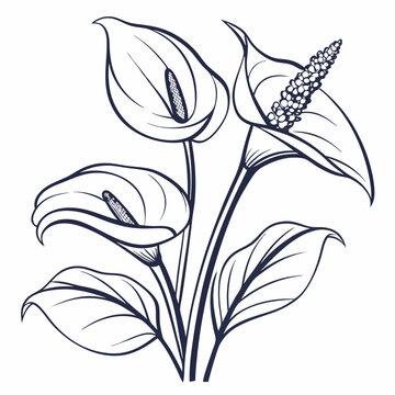 black and white arums