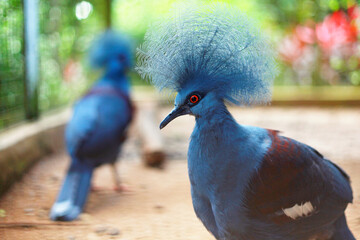 blue crowned pigeon