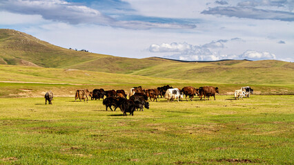 Yak animals in mongolia
