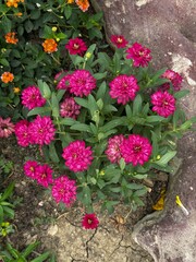 blooming pink Zinnia elegans in garden.