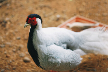 close up shot of a silver pheasant 