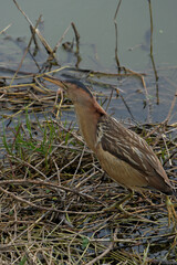 Little bittern (Ardeola bitterna) in its natural habitat. The bird stands on the shore of a lake