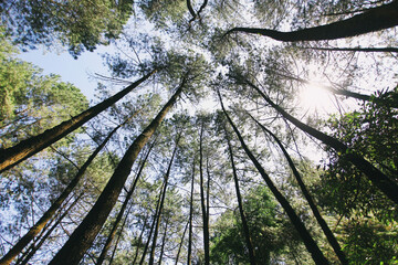 sun shining through trees
