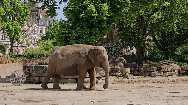 An elephant walks slowly through the zoo grounds