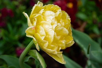 Yellow Tulipa 'Miranda' close-up with rain drops in full bloom.