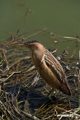 Little bittern (Ardeola bitterna) in its natural habitat. The bird stands on the shore of a lake