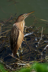 Little bittern (Ardeola bitterna) in its natural habitat. The bird stands on the shore of a lake