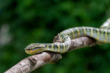 Wagler pit viper on a tree branch