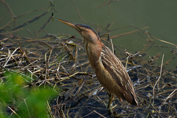 Little bittern (Ardeola bitterna) in its natural habitat. The bird stands on the shore of a lake