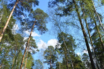 Looking Up at Tall Trees in a Forest with a Clear Blue Sky