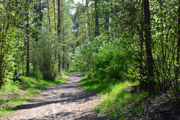 A peaceful forest path with sunlight filtering through the trees