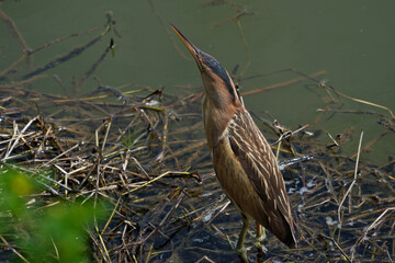 Little bittern (Ardeola bitterna) in its natural habitat. The bird stands on the shore of a lake