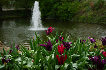 Fountain in a pond, tulips in the foreground.