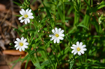 Close-up of white chickweed flowers with yellow centers in sunlight stellaria