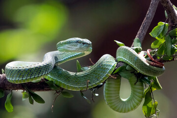 White lipped tree viper in defensive position