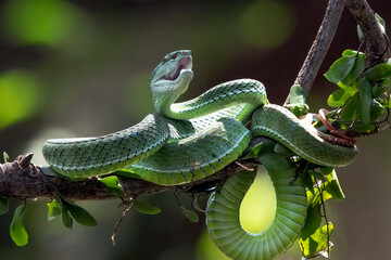 White lipped tree viper in defensive position