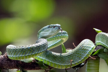 White lipped tree viper in defensive position