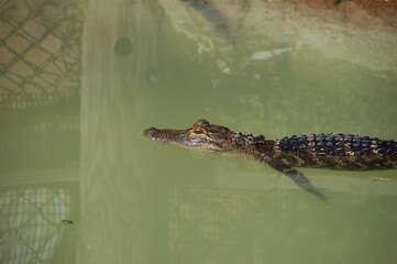 Group of young alligators sunbathing on white sand near a pond at an alligator farm in Florida