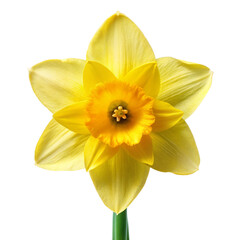 Fototapeta premium Daffodil flower white background