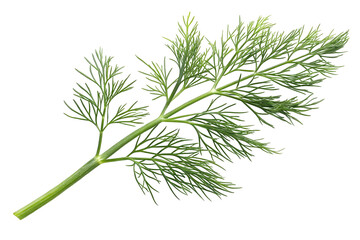 Fototapeta premium Fresh Parsley Bunch on transparent Background with Organic Green Leaves Displayed Elegantly